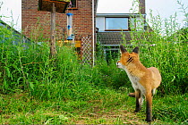 Red fox (Vulpes vulpes) foraging town house garden managed for widlife. First year cub. Kent, UK, June. Camera trap image. Property released.