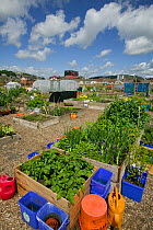 Numerous raised beds (over 100 in all) on former football pitch - Vetch field, now community allotment, Swansea West Glamorgan, Wales, UK, June 2006. Editorial use only
