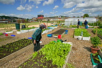Community members cultivating and harvesting raised beds on former football pitch - Vetch field, now community allotments, Swansea West Glamorgan, Wales, UK, June 2006. Editorial use only