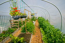 Interior of polytunnel on former football pitch - Vetch field - now a community allotment, Swansea West Glamorgan, Wales, UK, June 2006. Editorial use only