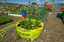 Raised bed made out of sacking, on former football pitch - Vetch field -  now a community allotment, Swansea West Glamorgan, Wales, UK, June 2006. Editorial use only