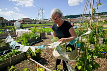 Organiser of community allotment with prayer flags as crop scarer on site of former football pitch -Vetch field - Swansea, Wales, UK, June 2012. Editorial use only