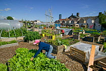 Community member cultivating lettuce and harvesting raised bed  on former football pitch - Vetch field -  now community allotment, Swansea West Glamorgan, Wales, UK, June 2006. Editorial use only