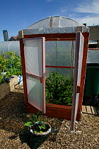 Cultivating tomatoes in plastic 'house' in shadow of tallest building in Wales on former football pitch - Vetch field -  now a community allotment, Swansea West Glamorgan, Wales, UK, June 2006. Editor...