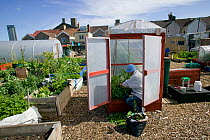 Cultivating tomatoes in plastic 'house', in shadow of tallest building in Wales, on former football pitch - Vetch field - now a community allotment, Swansea West Glamorgan, Wales, UK, June 2006. Edito...