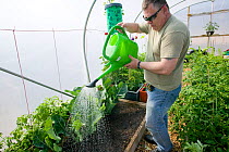 Man working in polytunnel in community allotment on former football pitch - Vetch field - in Swansea West Glamorgan, Wales, UK, June 2006. Editorial use only