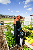 Bangladeshi woman and son in community allotment on former football pitch - Vetch field - in  Swansea West Glamorgan, Wales, UK, June 2006. Editorial use only
