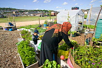 Bangladeshi woman and son in community allotment on former football pitch - Vetch field, Swansea West Glamorgan, Wales, UK, June 2006. Editorial use only