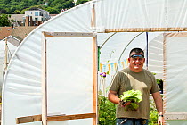Volunteer from community with harvested lettuce, grown in Polytunnel in community allotment on former football pitch - Vetch field, Swansea West Glamorgan, Wales, UK, June 2006. Editorial use only