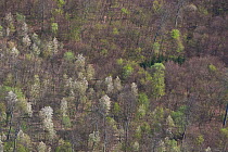 White flowering Wild Cherry (Prunus sp.) trees in forest in spring. Elm, Lower Saxony, Germany, April 2012.
