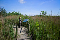 Woman looking at information panel on board walk on nature trail at La Capeliere in the Camargue Nature Reserve, France, Model Released, May 2012