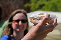 Member of the public trying to identify the skull of a badger (Meles meles) held up by mammalogist Gill Brown during Arnos Vale Cemetery Bioblitz, Bristol, UK, May 2012