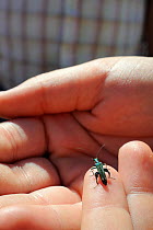 Member of the public inspecting a male Thick-legged flower beetle / Swollen-thighed beetle (Oedemera nobilis) held carefully in a hand during Arnos Vale Cemetery Bioblitz, Bristol, UK, May 2012
