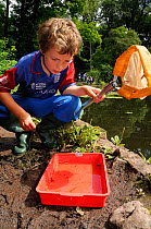 Boy inspecting his catch of Common minnow fry (Phoxinus phoximus) and invertebrates after dip-netting during Abbots Pool and woodland reserve Bioblitz, with others collecting in the background, Bristo...