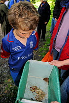 Boy looking at a Bank vole (Myodes glareolus) live-trapped during a Bioblitz survey at Abbots Pool and woodland reserve, Bristol, UK, June 2012. Model released.