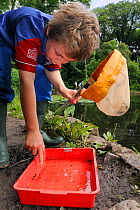 Boy points to his catch of Common minnow fry (Phoxinus phoximus) and invertebrates after dip-netting during Abbots Pool and woodland reserve Bioblitz, with others collecting in the background, Bristol...