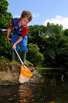 Boy pond dipping during Abbots Pool and woodland reserve Bioblitz, Bristol, UK, June 2012. Model released.