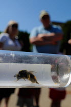 Red-tailed bumblebee (Bombus lapidarius) in collecting tube shown to members of the public during Arnos Vale Cemetery Bioblitz, Bristol, UK, May 2012