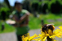 Bioblitz volunteer observing Red-tailed bumblebee (Bombus lapidarius) feeding on Beaked hawksbeard (Crepis versicaria) during Arnos Vale Cemetery Bioblitz, Bristol, UK, May 2012 Model released.