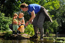 Family pond dipping and inspecting their catch, with other pond-dippers in the background during Abbots Pool and woodland reserve Bioblitz, Bristol, UK, June 2012. Model released.