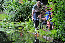 Family pond dipping and inspecting the catch during Abbots Pool and woodland reserve Bioblitz, Bristol, UK, Junen2012