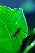 A Long-legged fly (Neurigona quadrifasciata) rarely recorded in the UK, found during Bioblitz survey at Abbots Pool and woodland reserve, silhouetted against an Ivy leaf (Hedera helix), Bristol, UK, J...