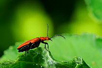 Red-headed Cardinal Beetle (Pyrochroa serraticornis) standing on a leaf in woodland, found during Bioblitz survey at Arnos Vale Cemetery, Bristol, UK, May 2012