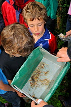 Children looking at young Wood mouse / Long-tailed field mouse (Apodemus sylvaticus) live-trapped during a Bioblitz survey at Abbots Pool and woodland reserve, Bristol, UK, June 2012. Model released