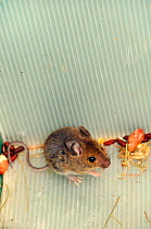 Young Wood mouse / Long-tailed field mouse (Apodemus sylvaticus) live-trapped during a Bioblitz survey at Abbots Pool and woodland reserve, Bristol, UK, June 2012.