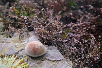 Arctic / Northern Cowrie (Trivia arctica) on subtidal rock encrusted with Coralweed (Corallina officinalis). Wembury, Devon, UK, August.