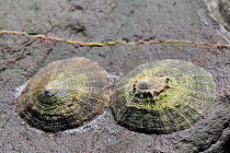 Two Common Limpets (Patella vulgata) attached to rocks exposed at low tide, near Falmouth, Cornwall, UK, August.