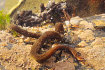 2 metre long predatory Bootlace worm (Lineus longissimus) on the move in a rockpool, near Falmouth, Cornwall, UK, August.