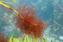 Epiphytic red alga (Ceramium sp.) tuftsgrowing on tip of Thongweed (Himanthalia elongata) frond just below extreme low water on a spring tide, near Falmouth, Cornwall, UK.