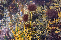 Epiphytic red alga (Ceramium sp.) tufts growing on tips of Thongweed (Himanthalia elongata) fronds just below extreme low water on a spring tide, alongside clumps of Toothed wrack (Fucus serratus) nea...