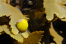 Flat periwinkle (Littorina obtusata / Littorina littoralis) on Toothed wrack (Fucus serratus) submerged at mid tide, near Falmouth, Cornwall, UK, August.