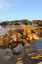 Bulbous holdfast and large spreading frond of Furbellows (Saccorhiza polyschides), a large kelp, attached to rocks very low on the shore alongside Thongweed (Himanthalia elongata) and Tangleweed kelp...