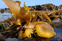 Bulbous holdfast of Furbellows (Saccorhiza polyschides), a large kelp, attached to rocks very low on the shore alongside Thongweed (Himanthalia elongata) and Tangleweed kelp (Laminaria digitata), near...