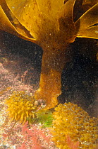 Bulbous holdfast and divided frond of Furbellows (Saccorhiza polyschides), a large kelp, attached to floor of a rockpool alongside red algae: Harpoon weed (Asparagopsis armata) and Coralweed (Corallin...