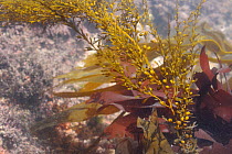 Japanese wireweed / Japanese weed / Japweed (Sargassum muticum), an invasive species from the western Pacific spreading in Europe and the UK, growing alongside native red and brown algae in a rockpool...