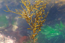 Japanese wireweed / Japanese weed / Japweed (Sargassum muticum), an invasive species from the western Pacific spreading in Europe and the UK, buoyed up by air bladders in a rockpool, Wembury, Devon, U...
