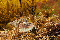 European oyster drill / Sting winkle (Ocenebra erinacea) a pest of oyster beds, on the move over Coralweed (Corallina officinalis) in a low shore rockpool, near Falmouth, Cornwall, UK, August.
