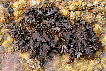 Pepper Dulse red algae (Osmundea / Laurencia pinnatifida) growing on barnacle encrusted rocks low on the shoreline, Wembury, Devon, UK, August.