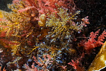 Bushy rainbow wrack (Cystoseira tamariscifolia) with blue iridescent tips to its fronds alongside red Harpoon weed (Asparagopsis armata) an invasive species in a rockpool very low on the shore, near F...