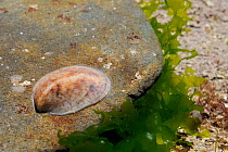Young American slipper Limpet (Crepidula fornicata) an invasive pest of oyster beds in Europe, attached to a boulder in a rockpool, near Falmouth, Cornwall, UK, August.