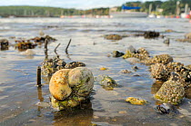 Group of American slipper limpets (Crepidula fornicata), invasive pests of oyster beds in Europe, stacked on top of one another on mudflats near barnacle encrusted Common mussels (Mytilus edulis) and...