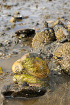 Three American slipper limpets (Crepidula fornicata), invasive pests of oyster beds in Europe, stacked on top of one another on mudflats near barnacle encrusted Common mussels (Mytilus edulis), Helfor...