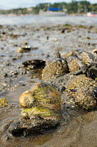 Three American slipper limpets (Crepidula fornicata), invasive pests of oyster beds in Europe, stacked on top of one another on mudflats near barnacle encrusted Common mussels (Mytilus edulis) with mo...