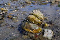 Three American slipper limpets (Crepidula fornicata), invasive pests of oyster beds in Europe, stacked on top of one another on mudflats, Helford River, Helford, Cornwall, UK, August.