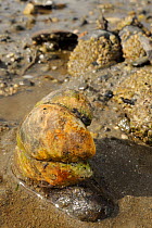 Three American slipper limpets (Crepidula fornicata), invasive pests of oyster beds in Europe, stacked on top of one another on mudflats near barnacle encrusted Common mussels (Mytilus edulis), Helfor...