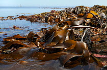 Dense, extensive bed of Tangleweed kelp (Laminaria digitata) exposed on a low spring tide, with sailing yachts on the horizon in the background, Cornwall, UK, August.